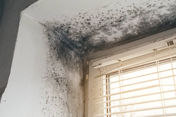 Trusted Black Mold Removal service in Highland Park, TX - Cheap Mold Removal